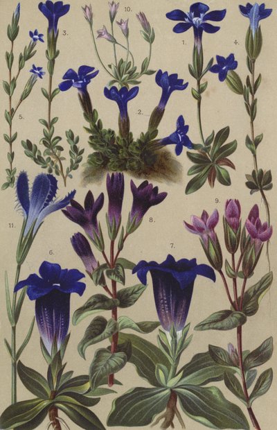 Flora alpina de European School